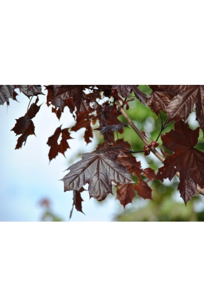 Клен гостролистий Крімсон Сентрі | Acer platanoides Crimson Sentry| Клён остролистный Кримсон Сентри 